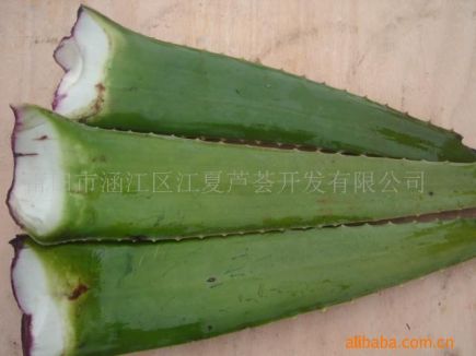 供应芦荟鲜叶 芦荟叶肉 芦荟鲜叶片 福建芦荟 